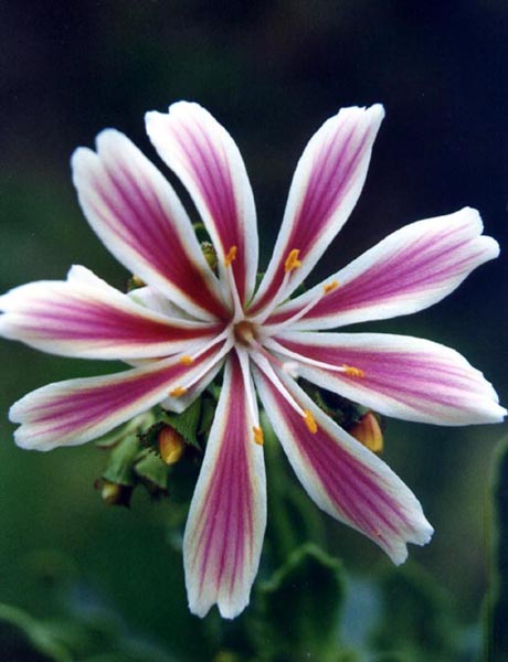 Lewisia cotyledon 'Sunset strain' en fleurs dans les éboulis calcaires des montagnes